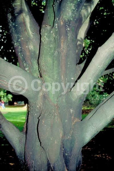 Evergreen; Needles or needle-like leaf