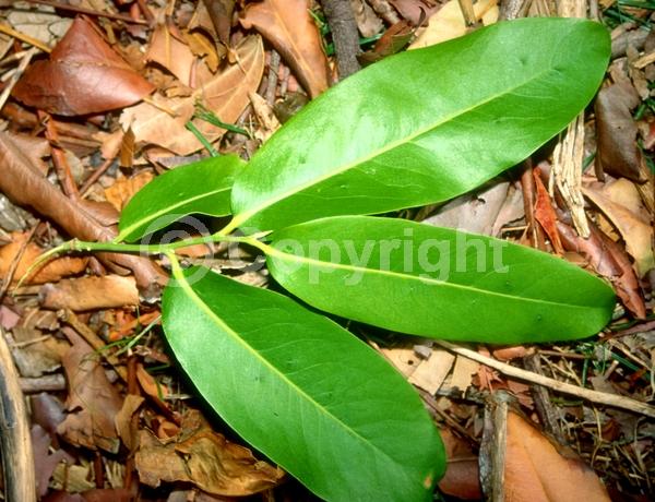 Evergreen; Needles or needle-like leaf