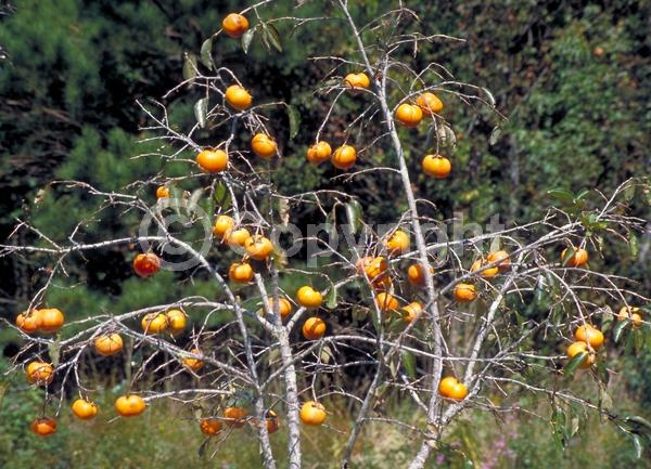 White blooms; Deciduous; Broadleaf