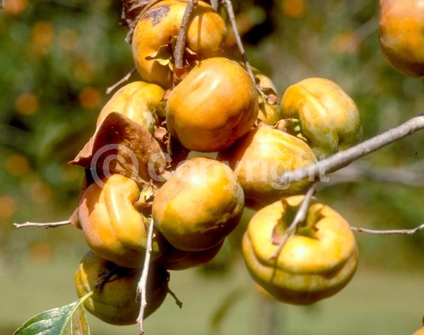 White blooms; Deciduous; Broadleaf