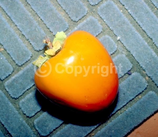 White blooms; Deciduous; Broadleaf