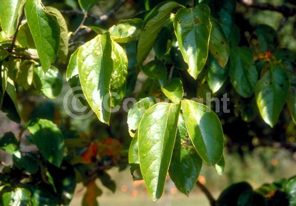 White blooms; Deciduous; Broadleaf