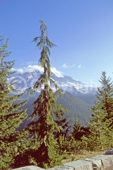 White blooms; Deciduous; Broadleaf