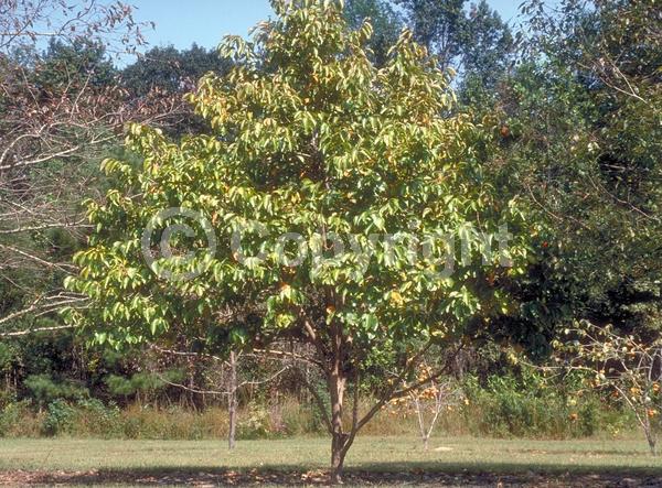 White blooms; Deciduous; Broadleaf