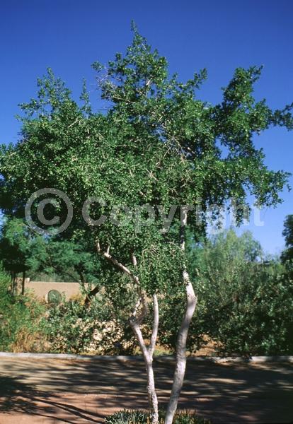 White blooms; Semi-evergreen; Deciduous; Broadleaf; North American Native