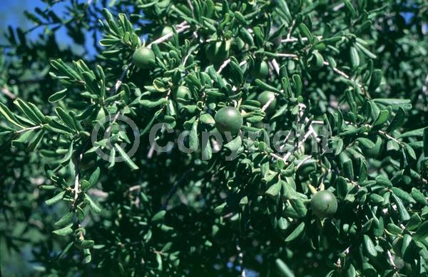 White blooms; Semi-evergreen; Deciduous; Broadleaf; North American Native