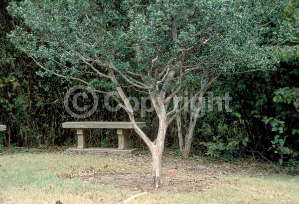 White blooms; Semi-evergreen; Deciduous; Broadleaf; North American Native