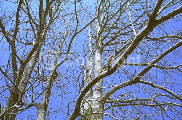 White blooms; Deciduous; Broadleaf; North American Native