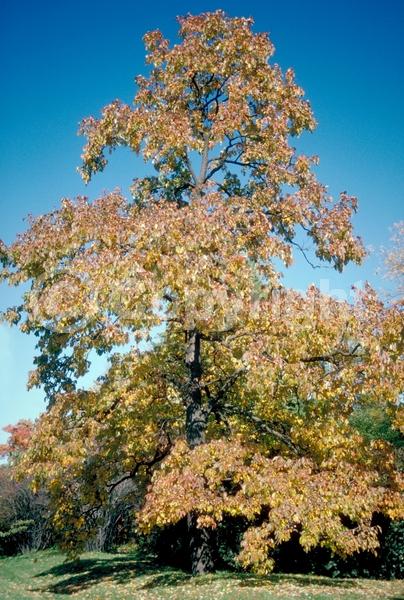 White blooms; Deciduous; Broadleaf; North American Native