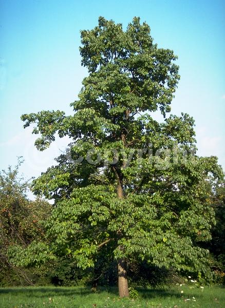 White blooms; Deciduous; Broadleaf; North American Native