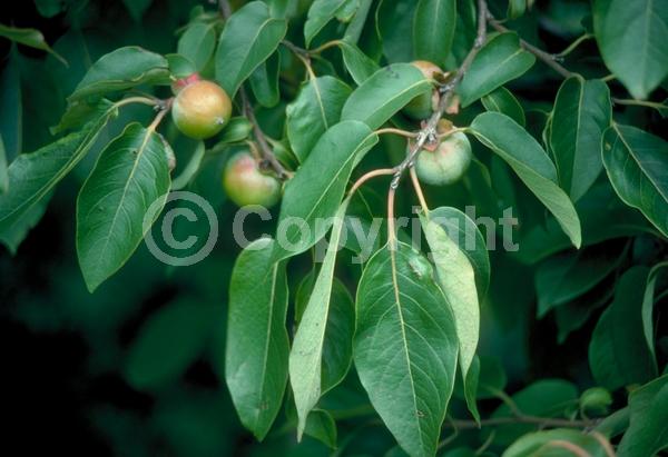 White blooms; Deciduous; Broadleaf; North American Native