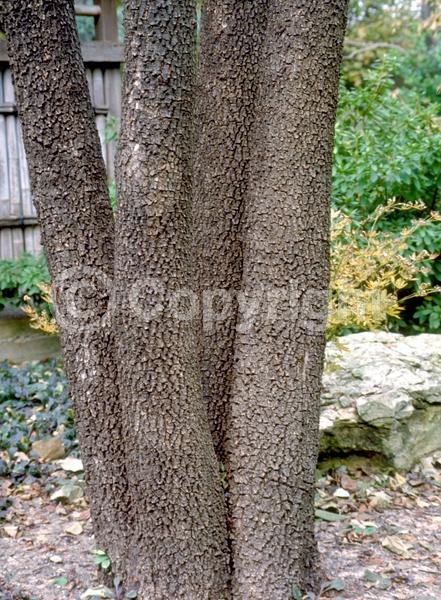 White blooms; Deciduous; Broadleaf; North American Native