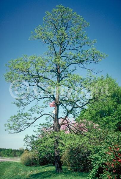 White blooms; Deciduous; Broadleaf; North American Native