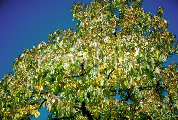 White blooms; Deciduous; Broadleaf; North American Native