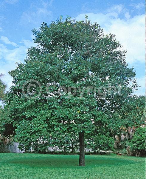 White blooms; Deciduous; Broadleaf; North American Native