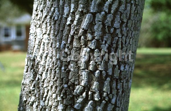 White blooms; Deciduous; Broadleaf; North American Native