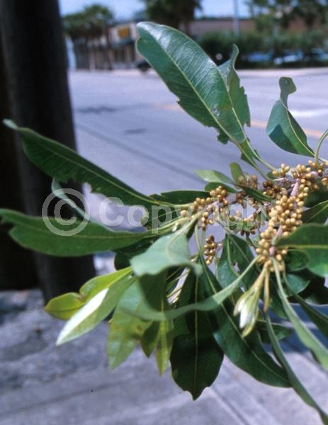 White blooms; Evergreen; Needles or needle-like leaf