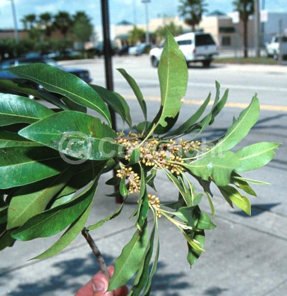 White blooms; Evergreen; Needles or needle-like leaf