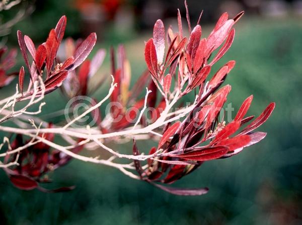 Yellow blooms; Green blooms; Evergreen; Needles or needle-like leaf; North American Native