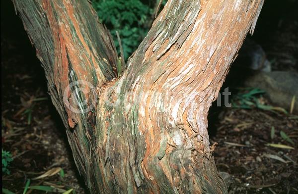 Yellow blooms; Green blooms; Evergreen; Needles or needle-like leaf; North American Native