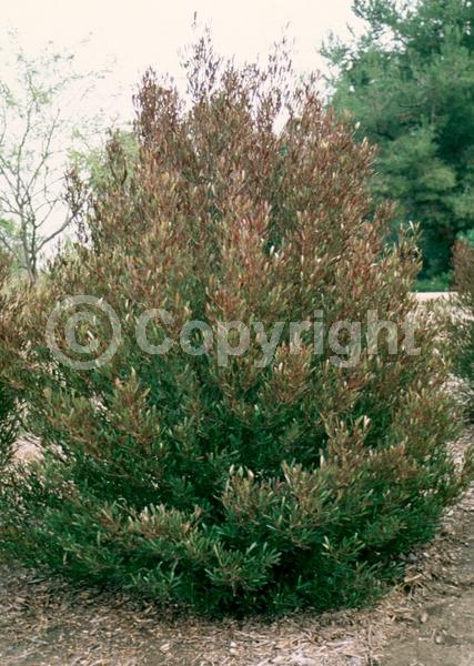 Yellow blooms; Green blooms; Evergreen; Needles or needle-like leaf; North American Native