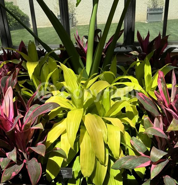 White blooms; Evergreen; Broadleaf