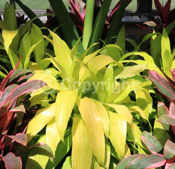 White blooms; Evergreen; Broadleaf
