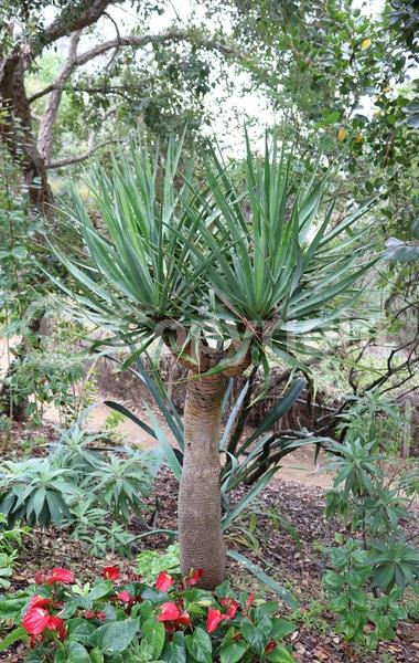 White blooms; Green blooms; Evergreen