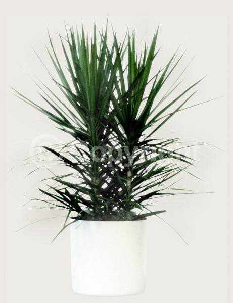 Evergreen; Broadleaf