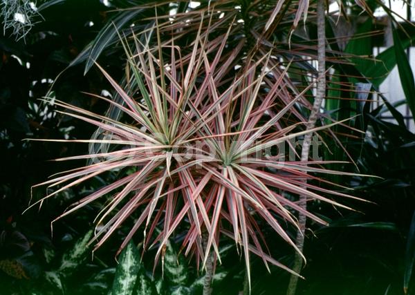 Evergreen; Broadleaf