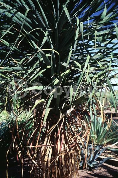 White blooms; Green blooms; Evergreen