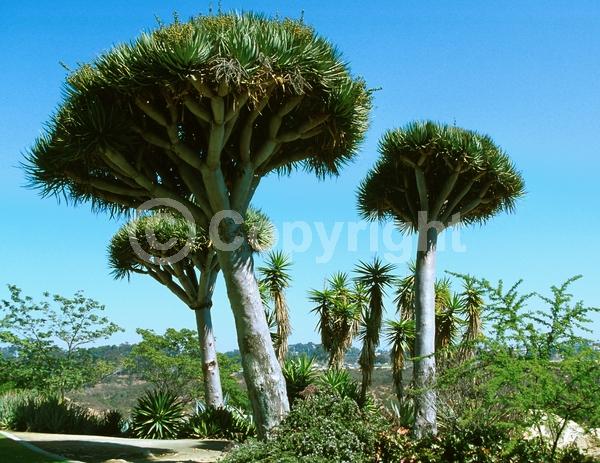 White blooms; Green blooms; Evergreen