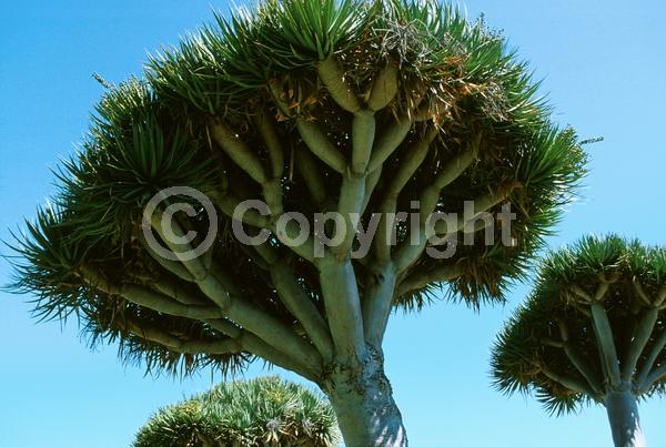 White blooms; Green blooms; Evergreen