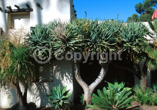 White blooms; Green blooms; Evergreen