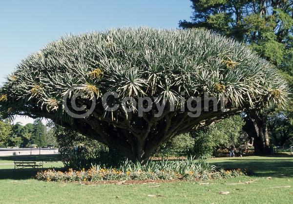 White blooms; Green blooms; Evergreen