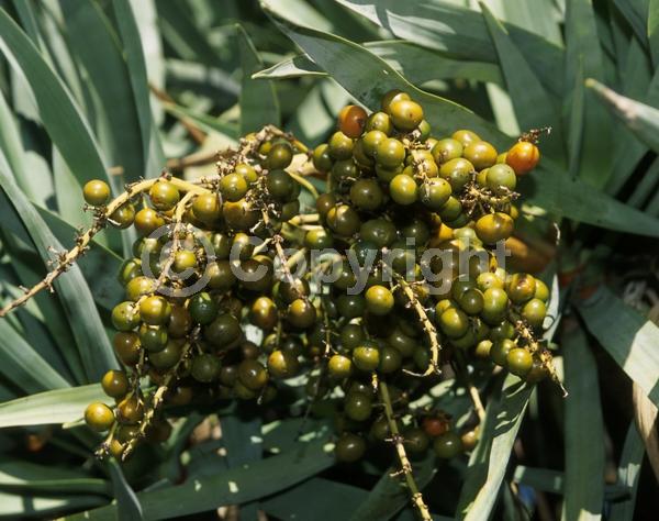 White blooms; Green blooms; Evergreen