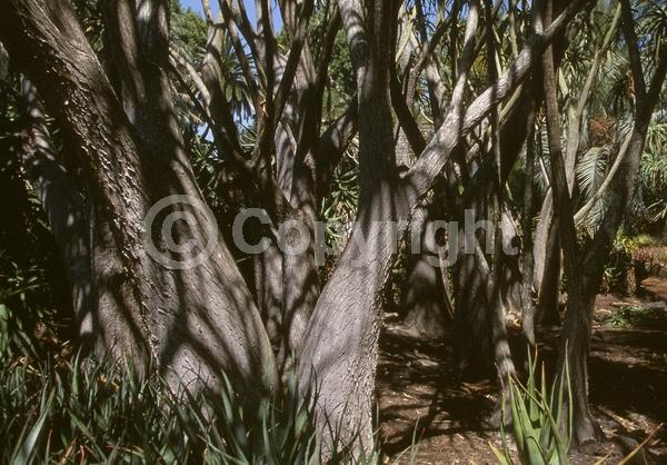 White blooms; Green blooms; Evergreen