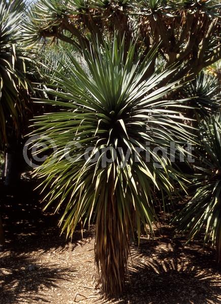 White blooms; Green blooms; Evergreen