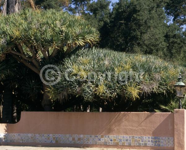 White blooms; Green blooms; Evergreen