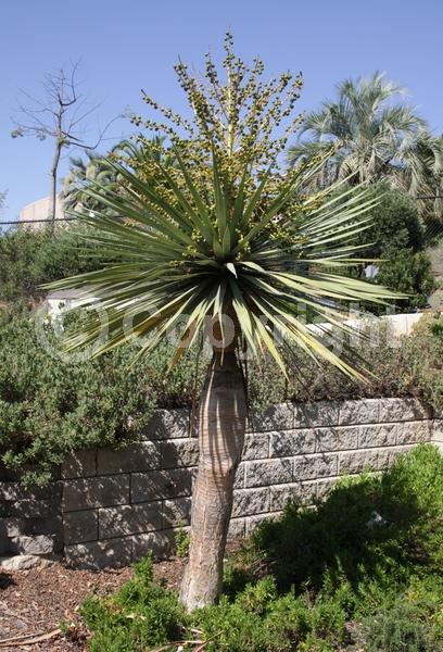White blooms; Green blooms; Evergreen