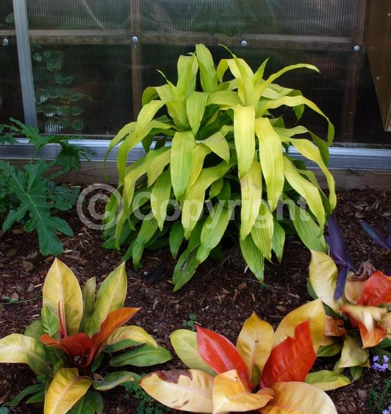 White blooms; Evergreen; Broadleaf