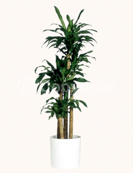 White blooms; Evergreen; Broadleaf