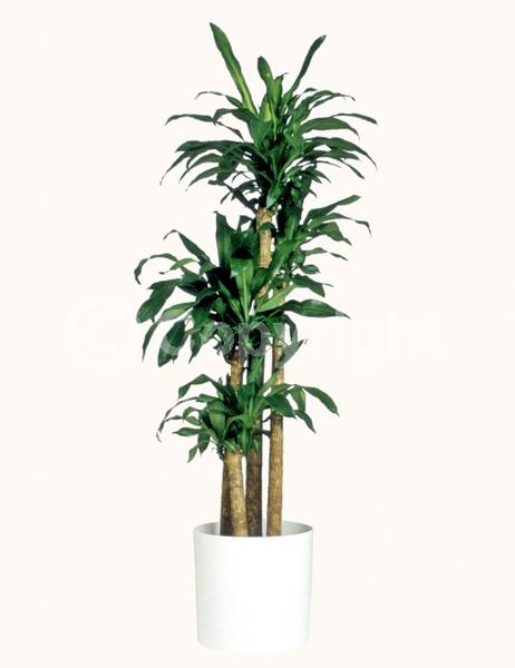 White blooms; Evergreen; Broadleaf