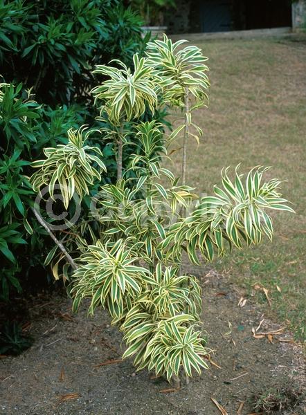 White blooms; Evergreen; Broadleaf