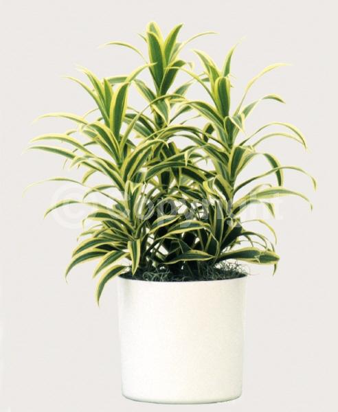 White blooms; Evergreen; Broadleaf