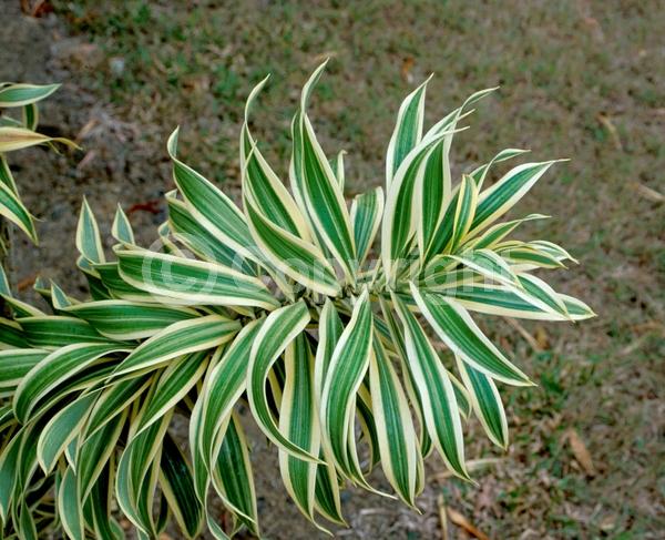 White blooms; Evergreen; Broadleaf