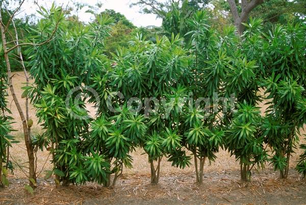 White blooms; Evergreen; Broadleaf