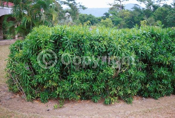 White blooms; Evergreen; Broadleaf