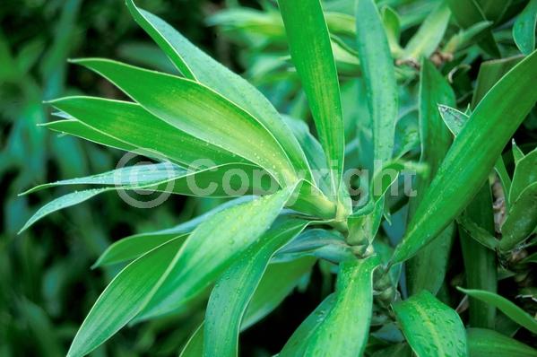 White blooms; Evergreen; Broadleaf