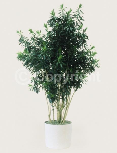 White blooms; Evergreen; Broadleaf